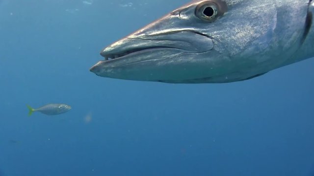 Barracuda close up turning towards camera before swimming slowly away