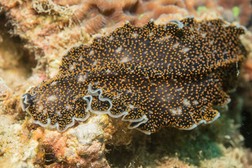 Macro of a Marine Flatworm, Acanthozoon species found in Koh tao, Mango Bay dive site, Thailand.
