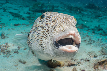 Giant puffer fish (Arothron stellatus) on Koh tao island, Hin Ngam dive site, THAILAND
