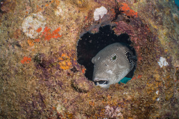 Giant puffer fish (Arothron stellatus) on Koh tao island, Hin Ngam dive site, THAILAND © ludovica