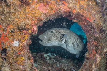 Giant puffer fish (Arothron stellatus) on Koh tao island, Hin Ngam dive site, THAILAND