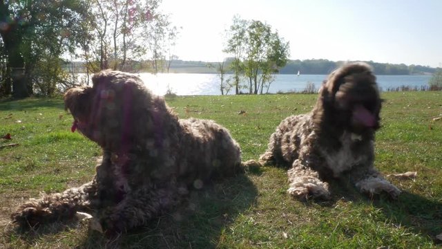 Close-Up of Cute Dogs Laid Down.