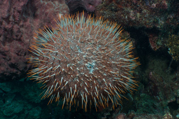 Naklejka na ściany i meble Crown of thorn starfish, found underwater in Similan island, Thailand 2018