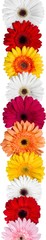 Gerbera Daisies in a Row