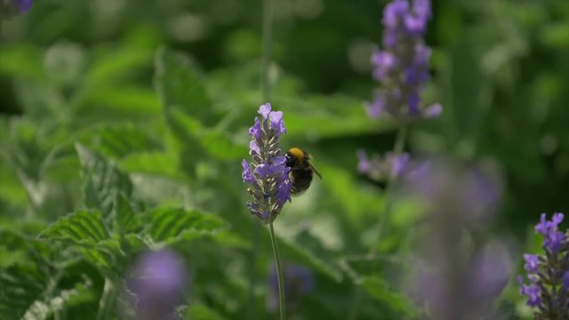 Slow motion footage from a bee extracting pollen from a flower