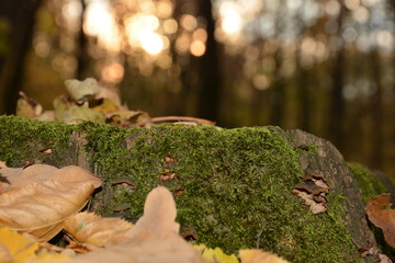 Autumn. Old stump covered with moss