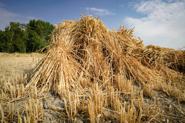 Fototapeta na wymiar Getreideernte wie früher - zum Trocken zusammengestellte Getreidegarben, Nahaufnahme