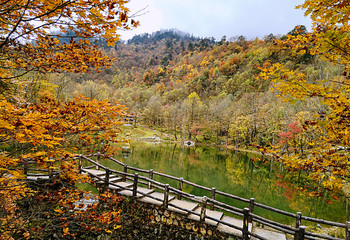Colorful autumn forest of Erlangshan mountain, in Yana, Sichuan province, China.
