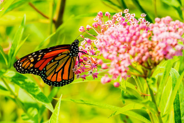 Big beautiful butterfly drinks nectar from spring flowers