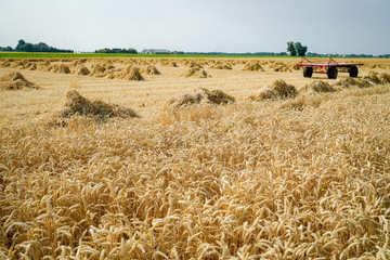 Landwirtschaftliche Nostalgie - Getreidefeld mit zum Trocknen aufestellten Getreidehocken