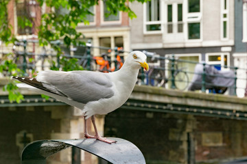 Large European herring gull (Larus argentatus) on a trash bin near the one of the old bridges in the historic part of Amsterdam, the Netherlands.