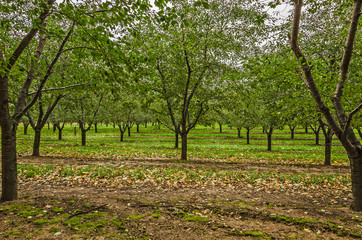 Naklejka premium Very Green Trees