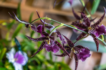 Rare orchid with blurred background