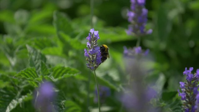 Slow motion footage from a bee extracting pollen from a flower