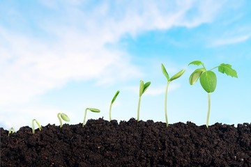 Growth of new life on  background