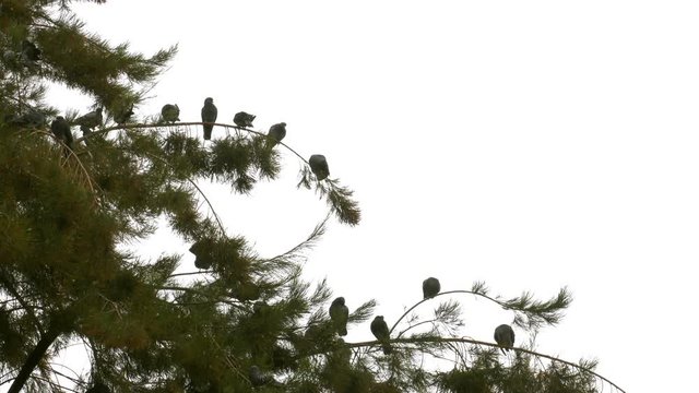 Pigeons on the Tree