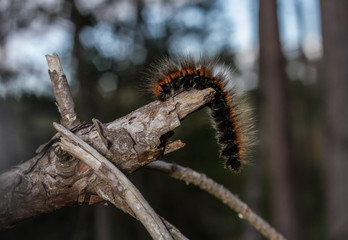 Fox Moth (Macrothylacia rubi) caterpillar