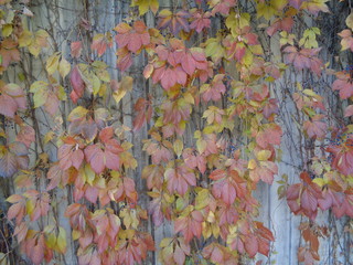 autumn leaves background