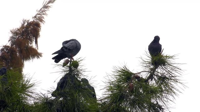 Pigeons on the Tree