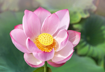 Close up pink Sacred lotus flower ( Nelumbo nucifera ) with green leaves blooming in lake on sunny day
