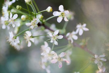 flowers of a tree