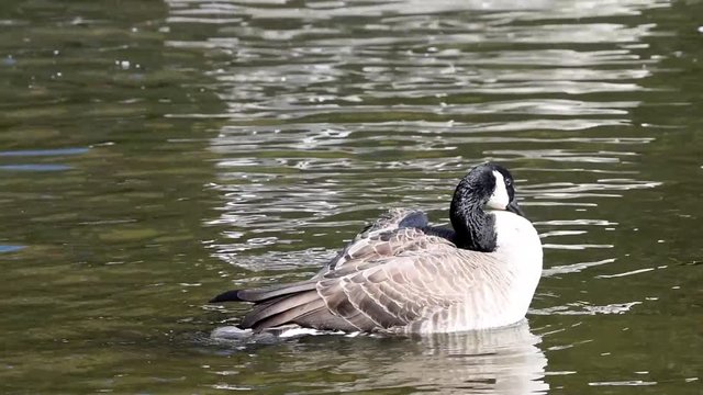 HD video of one Canada goose  swimming bathing and preening. Canada geese have proven able to establish breeding colonies in urban and cultivated areas, which provide food and few natural predators.