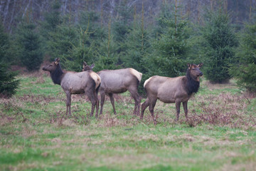 Elk in the meadow