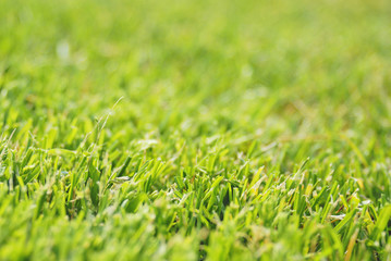 Fototapeta premium 芝 素材