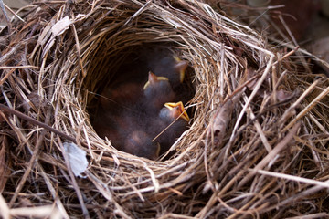 bird in nest