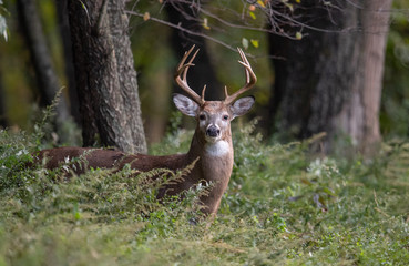 Fototapety  White Tailed Deer Buck