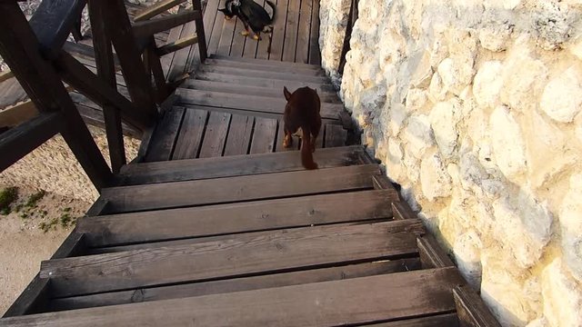 Two dogs walking down steep wooden stairs. The brave one tries to encourage the scared one.