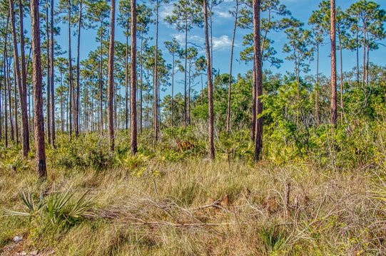 Everglades National Park is located in Southern Florida