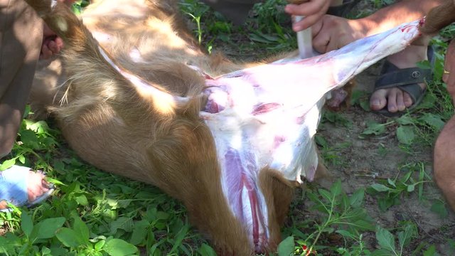 Muslim People Preparing Slaughtering Cows During Eid Al-Adha Al Mubarak,