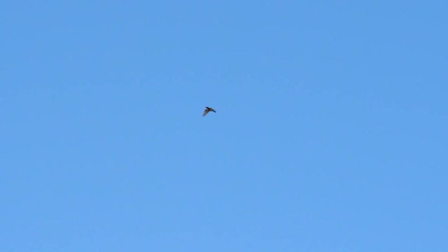 Trush flying trough the frame in slow motion distant
