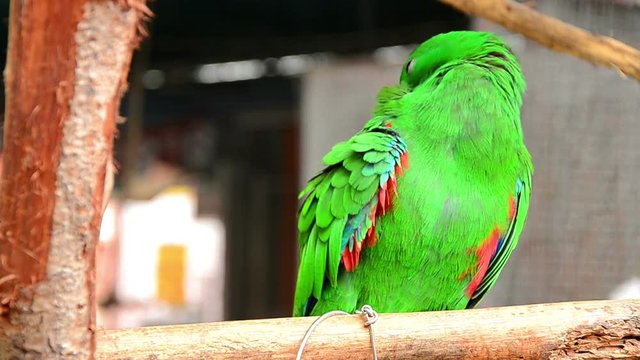 Green lovely parrot dressing herself.