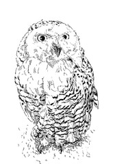 フクロウの線画