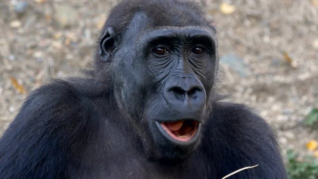 Western lowland gorilla lonely eating