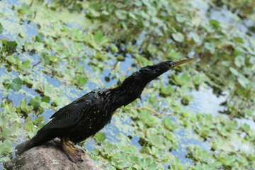 Stretching Bird / Anhinga 