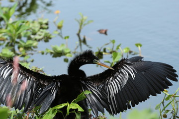 Naklejka premium Anhinga Basking in the sun / swamp bird with its wings out 