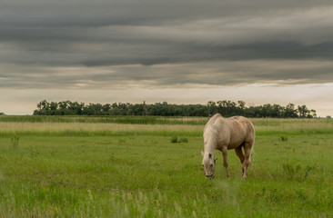 Fototapeta na wymiar Whtie Horse Grazes in Empty Field