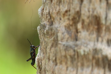 Grass Hopper / Cricket on tree bark 