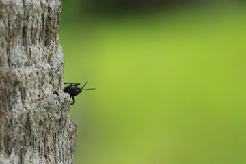 Grass Hopper / Cricket on tree bark 