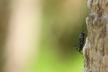 Grass Hopper / Cricket on tree bark 