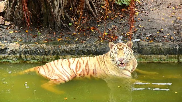 Sleepy tiger in a pool on a hot day.