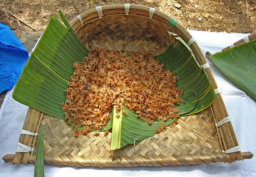 Harvested bullet wood, elangi mimusops, flowers collected in traditional cane tray of Goa, India. The hairy cream flowers emit good fragrance and are kept for long after drying.