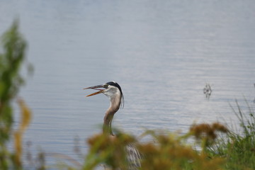 Great blue heron in water