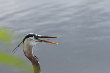 Portrait Face of a Great Blue Heron Near the Water 