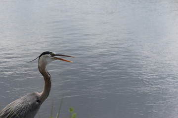 Florida Bird / Great blue heron in the water