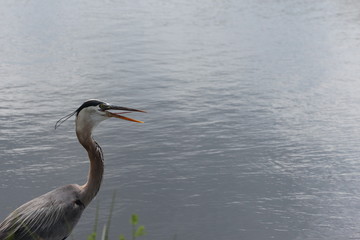 Great blue heron near the water