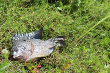 Dead Fish in the Grass